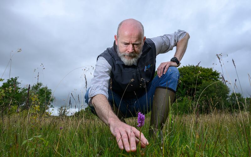 Project manager Kieran Flynn looking at a fragrant orchid, one of the many orchid species found in the special area of conservation. Photograph: Michael McLaughlin