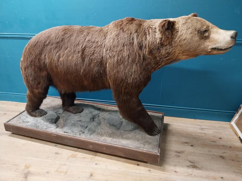 full-sized taxidermy brown bear