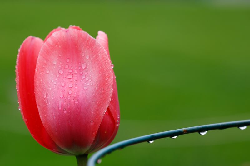 Dublin Castle gardens.  Photograph Nick Bradshaw  