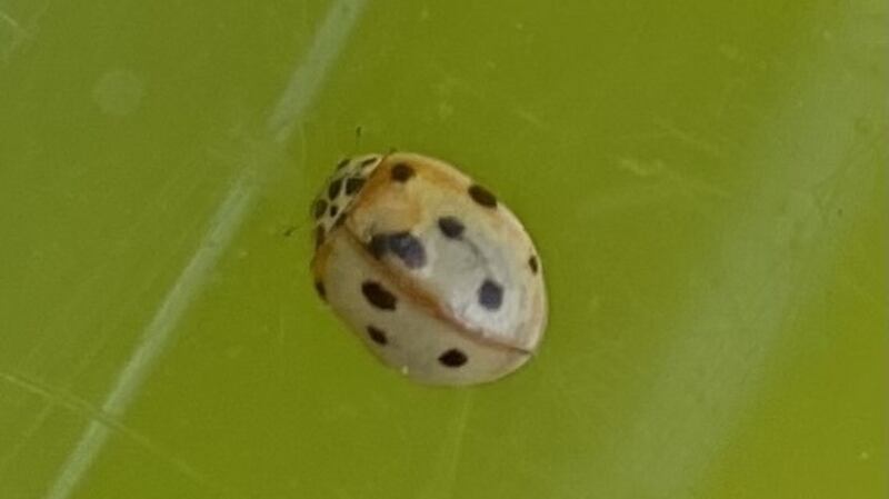 Ten-spot ladybird