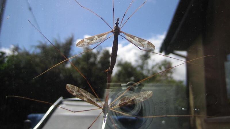 Eyes on nature:  the mating crane flies that Horst Stieglitz saw