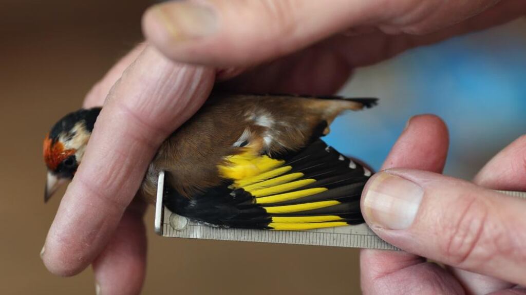 Data bank: measuring birds such as the goldfinch helps to provide a mass of scientific data. Photograph: Dan Kitwood/Getty