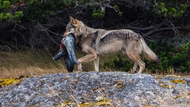 Takaya: Lone Wolf