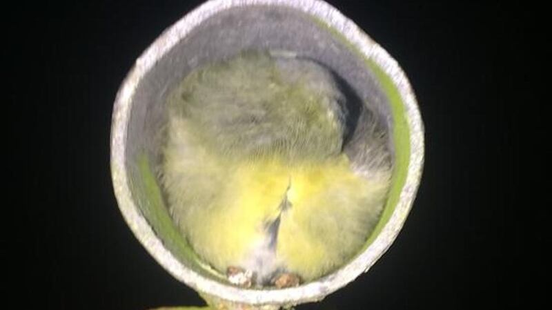 A  great tit makes itself comfortable inside  a clothesline pole in Barna, Co Galway