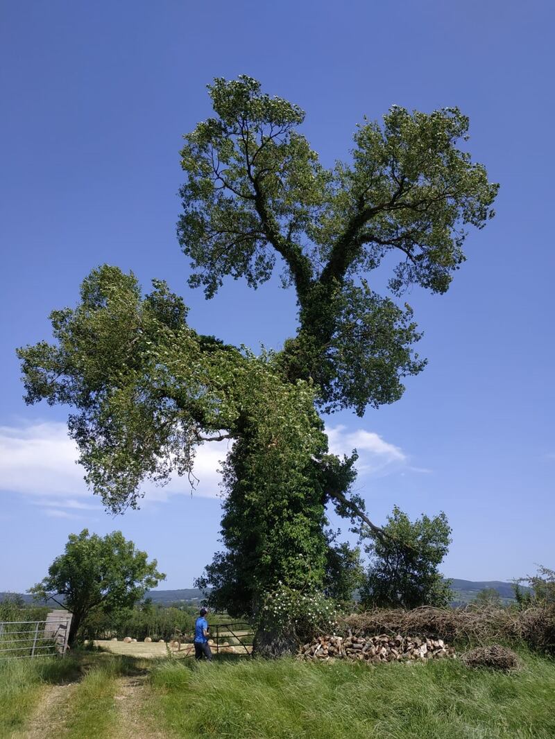 'Does it matter if Black Poplar is native or not? Perhaps not. It’s extremely rare and isn’t invasive or harmful to other species.' 