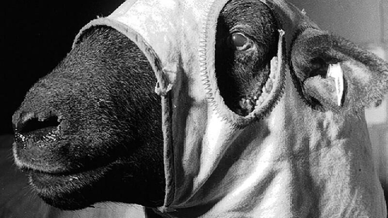 Detail from Sheep (1996) by Alec Soth. Courtesy of the artist