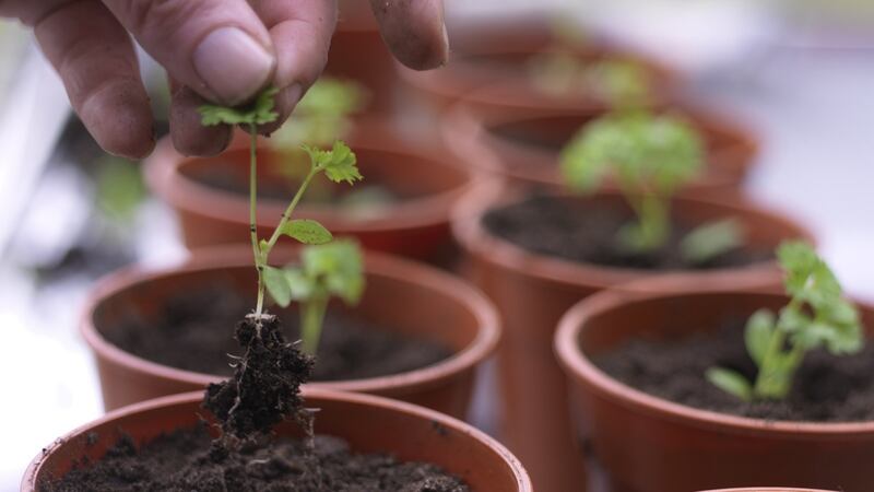 Always handle seedlings very gently by their leaves rather than their fragile stems and prick them out into a good-quality compost.  Photograph: Richard Johnston