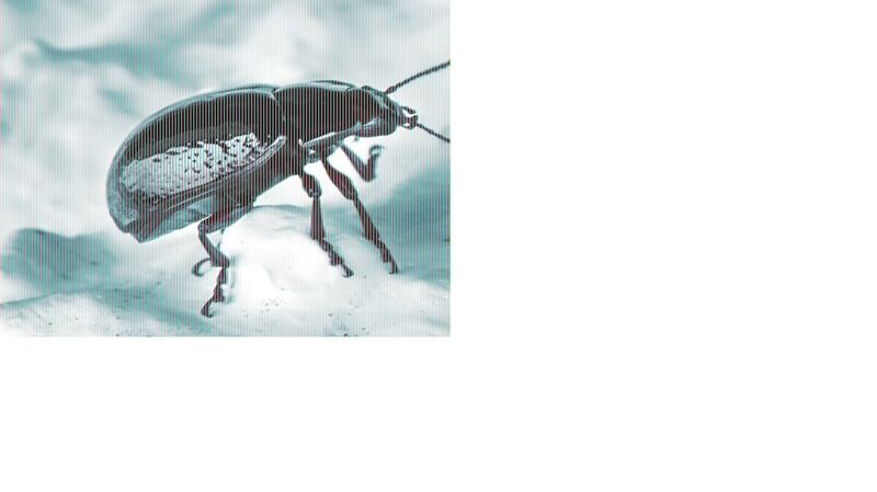 The  rose chafer beetle