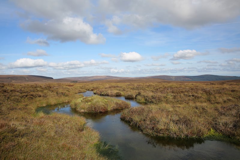 The Liffey Head Bog in the Wicklow Mountains. Photograph: Bryan O'Brien