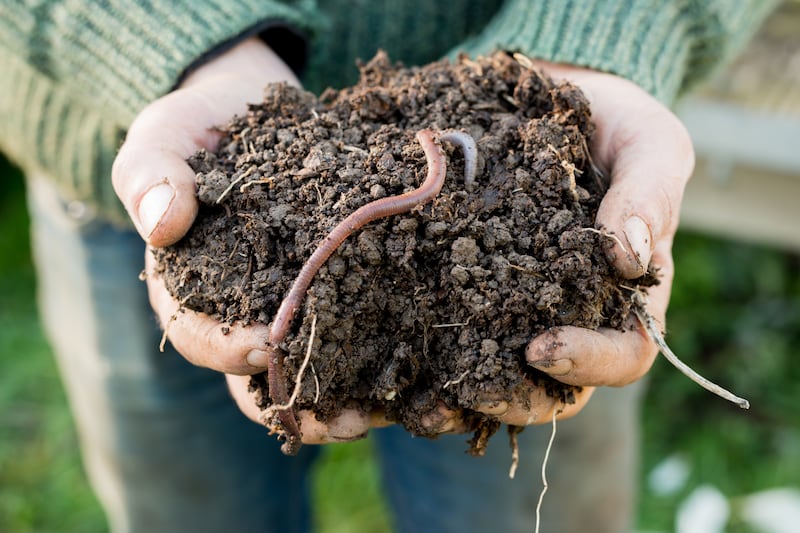 Plenty of earthworm activity, for example, is a very positive sign, signalling fertility, good drainage and thriving soil health. Photograph: Alamy/PA