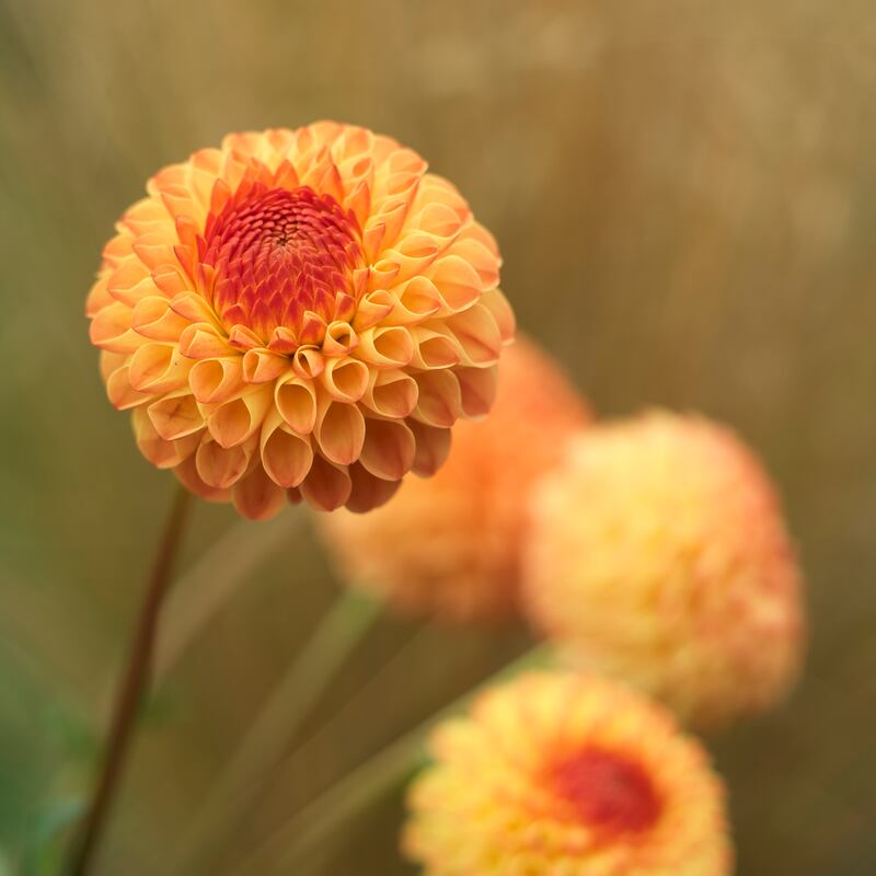 Dahlia 'Mrs Kennedy'