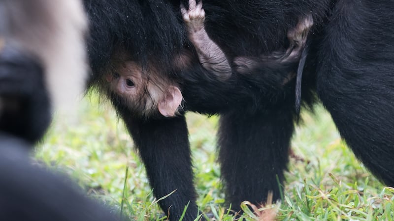 Rangers have been unable to get close to the infant since it was born as  parents Tish (11) and Mauzer (seven), as well as other members of the 40-strong troop, have been keeping a close guard since the baby was born on July 23rd. Photograph: Darragh Kane.