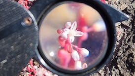 How flowers revolutionised the world through a riot of colour and scent