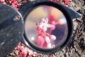 How flowers revolutionised the world through a riot of colour and scent