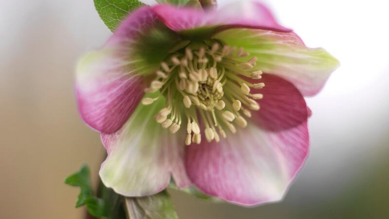 Hellebores flowering in an Irish garden Photo credit: Richard Johnston