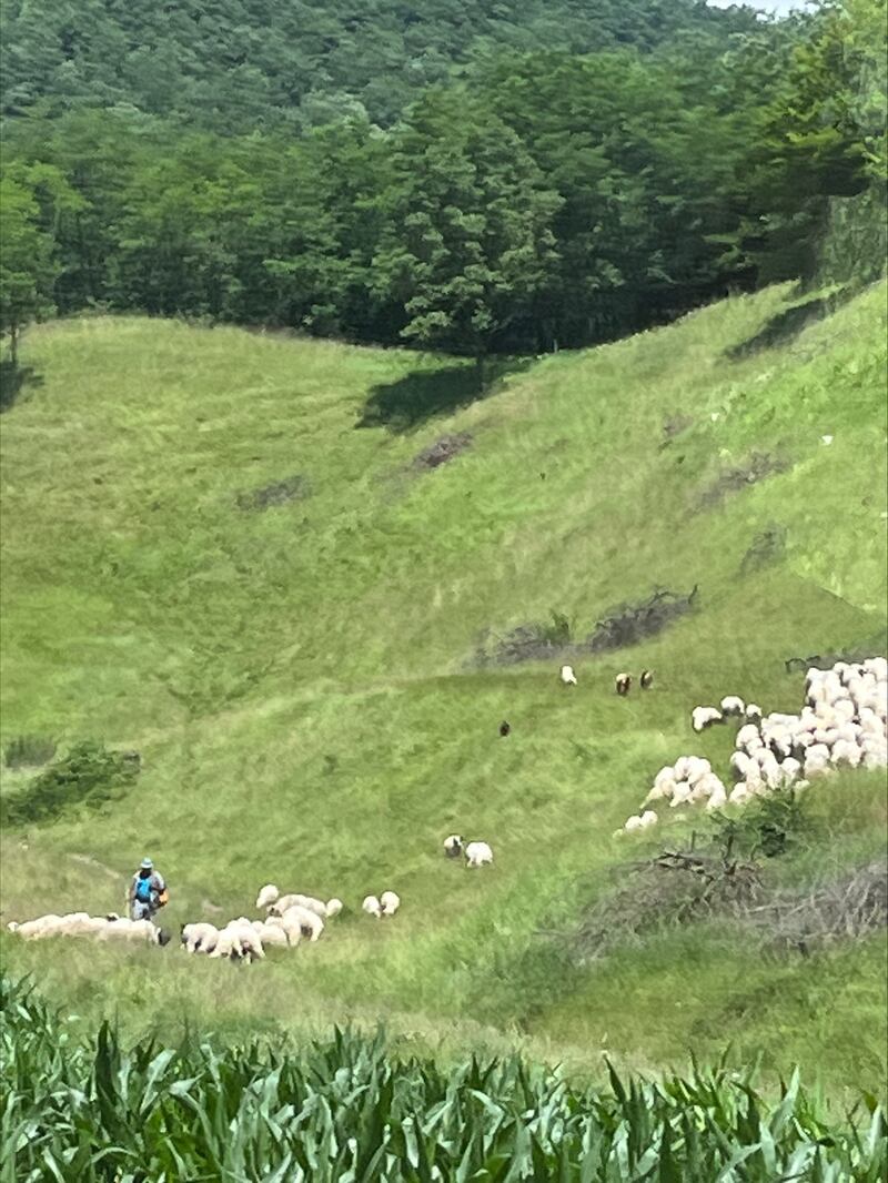 The sheep on the hills require closer attention than the cows