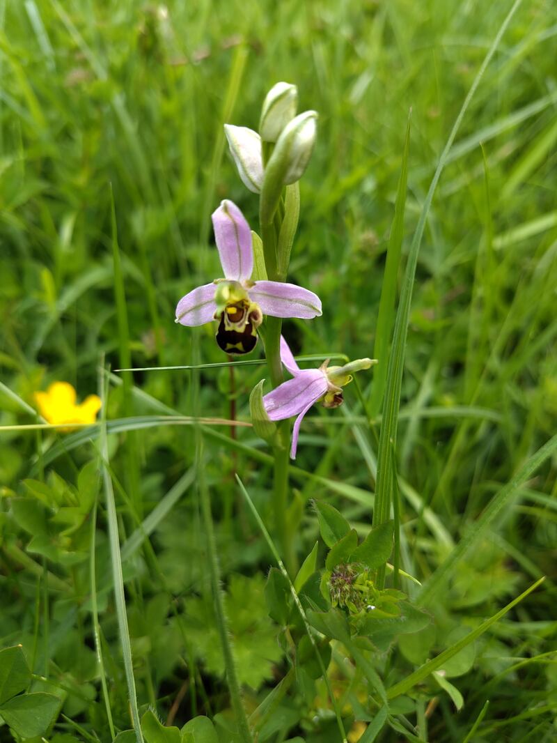 Bee orchid. Photograph: Hugh O’Callaghan