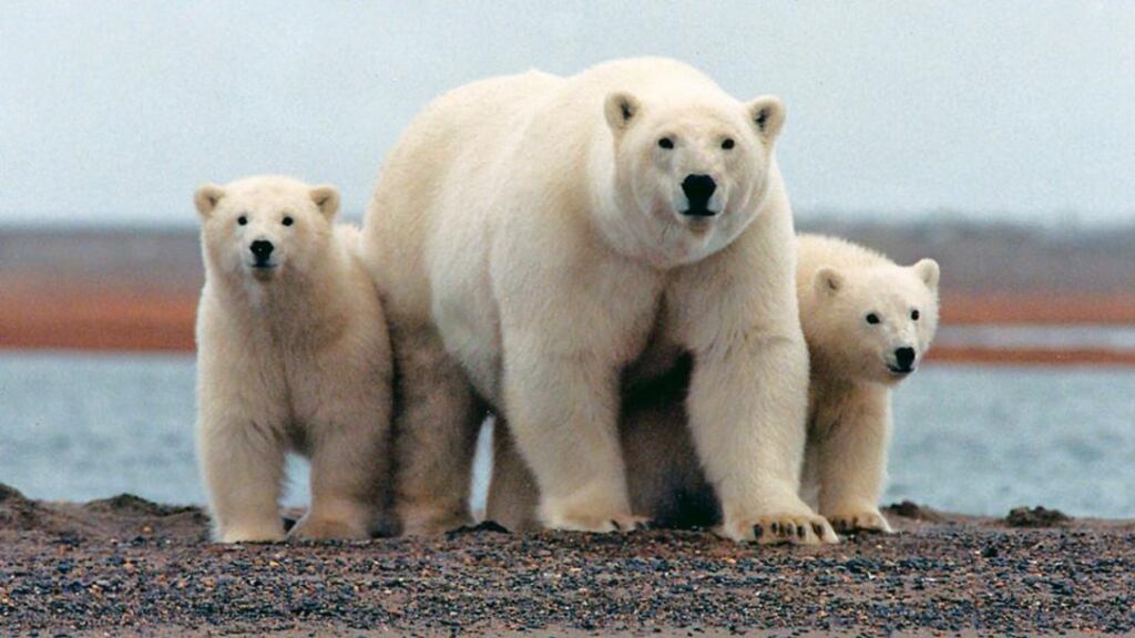 A polar bear keeps close to her young along the Beaufort Sea coast in the Arctic National Wildlife Refuge, Alaska. US president Barack Obama’s proposal would be the largest designation of wilderness since the Wilderness Act in the 1960. Photograph: Susanne Miller/Reuters