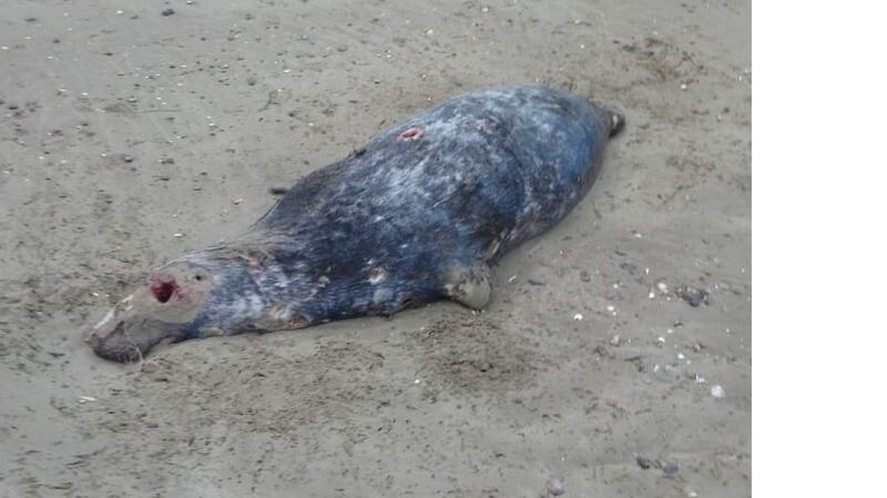 Dead seal suffered gunshot wounds