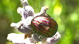 Eye on Nature: Your notes and queries for Ethna Viney