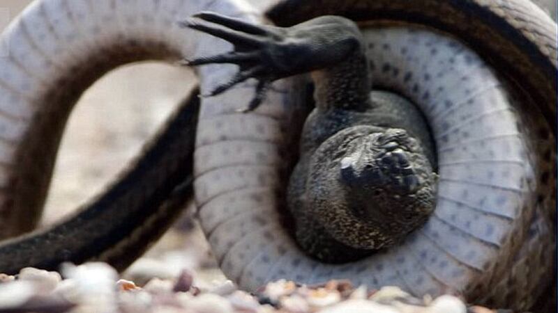 Planet Earth II: the episode featuring a baby iguana and a  killer snake was a unifying moment of 2016