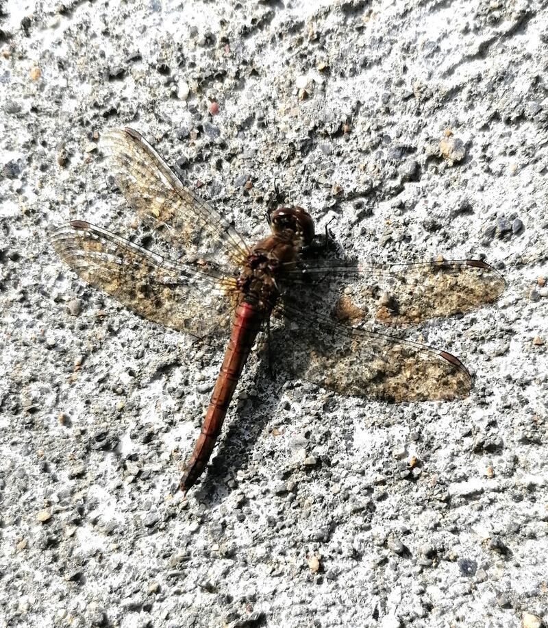 The 4-spotted chaser has 2 spots on each of the four wings. Photograph: Paul Dunne