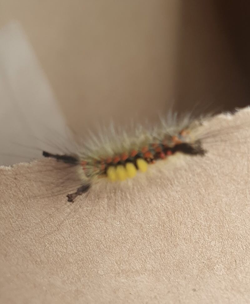 A caterpillar of the vapourer moth in Waterford. Photograph: Paul  Downey
