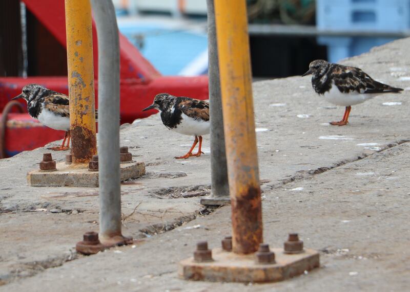 Turnstones 