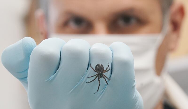 Dr Michel Dugon of the Venom Lab at the National University of Ireland, Galway with a noble false widow spider. Photograph: Niall Carson/PA Wire