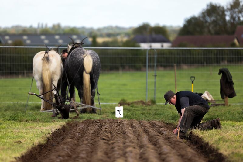 Attendees compete with their horses in the horse ploughing event. Photograph: Dan Dennison
