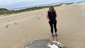 Rare ocean sunfish found washed up off Donegal coast