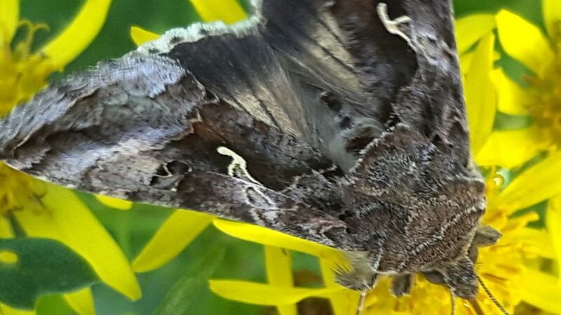 A silver Y moth in Mayo