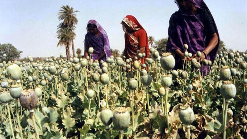 Global demand for heroin has caused large-scale population movements by subsistence farmers seeking land to grow poppies. Photograph: AP Photo