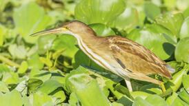 Michael Harding: The unbearable bittern-ness of being