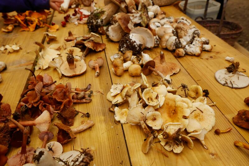 Foragers are encouraged to wander through the forest and pick any mushroom they encounter, bringing them back to Bill and Freda for identification. Photograph: Alan Betson