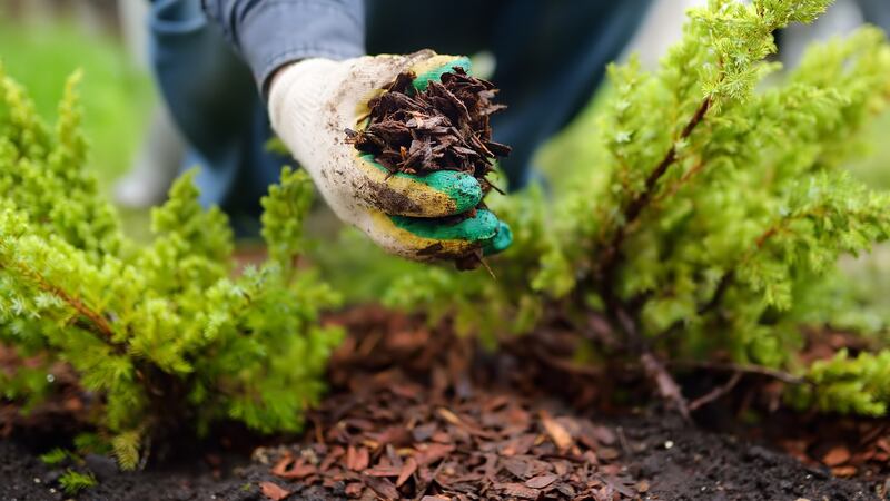 Mulching with pine bark:  Organic mulches support soil health in myriad of useful ways. 