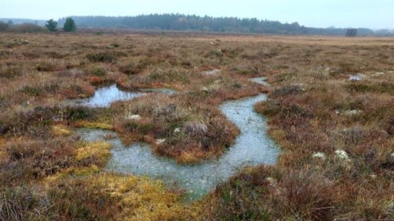 Ireland’s bogs could easily switch from emitter to carbon store through rewetting and rehabilitation. Photograph courtesy Ronan Casey/The Living Bog