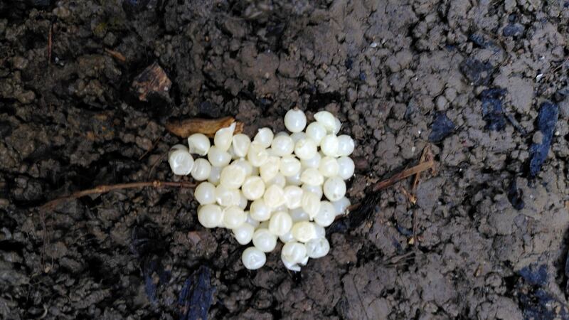 Slug eggs