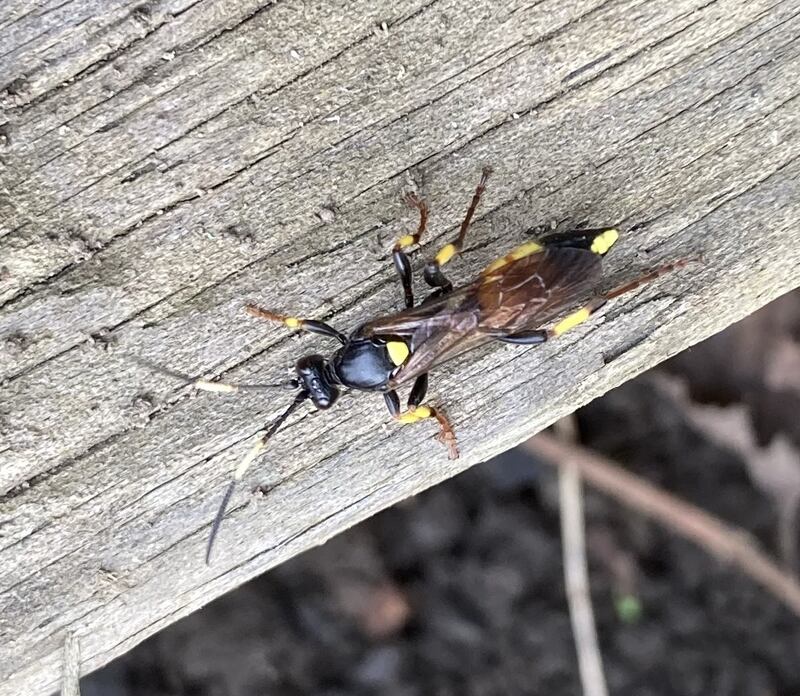 Ichneumonid wasp
