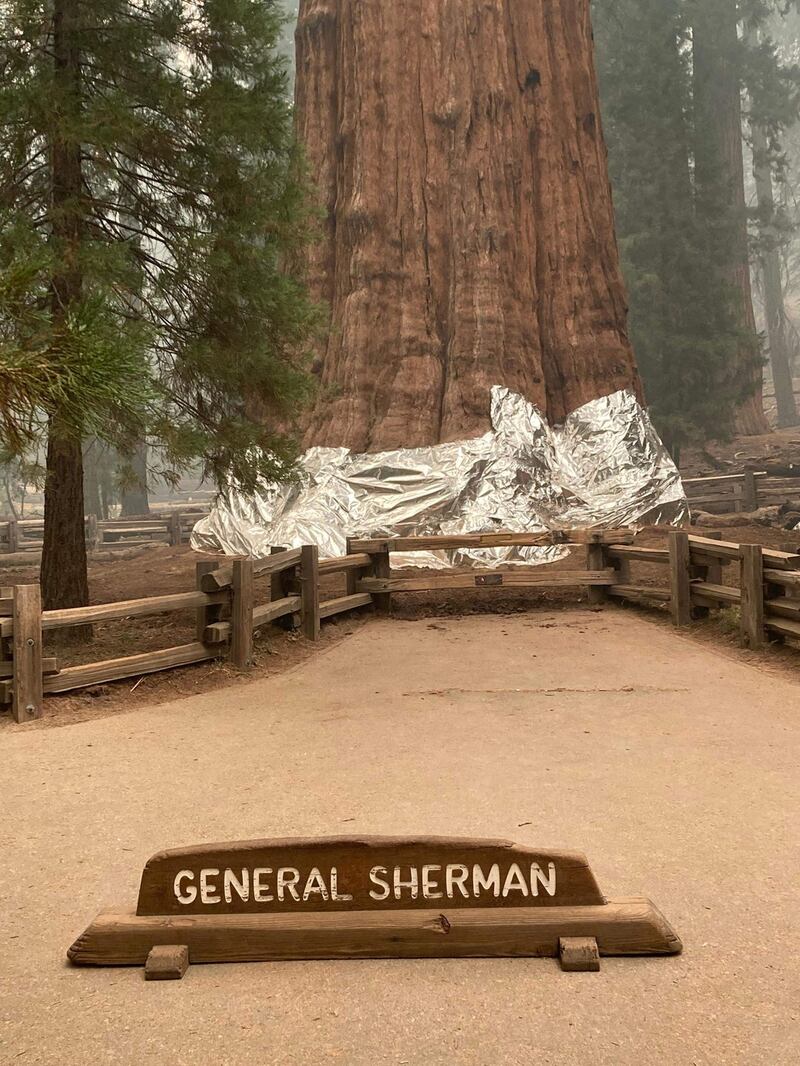 Firefighters have wrapped the historic General Sherman Tree, estimated to be around 2,300 to 2,700 years old, with fire-proof blankets in Sequoia National Park, California. Photograph: National Park Service/AFP/Getty Images