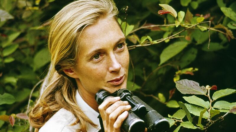 Jane Goodall appearing in a  television special on CBS in Tanzania in 1965. Photograph: CBS via Getty