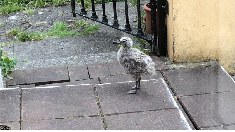 Fred the Seagull