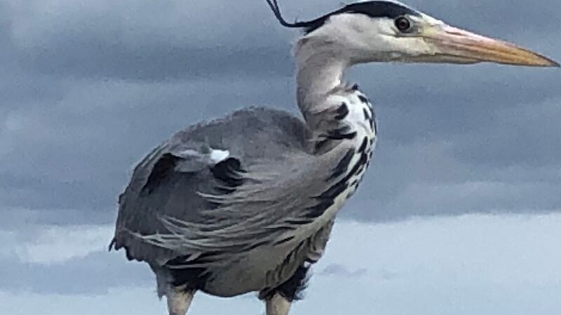 An adult heron spotted on West Pier, Dún Laoghaire.