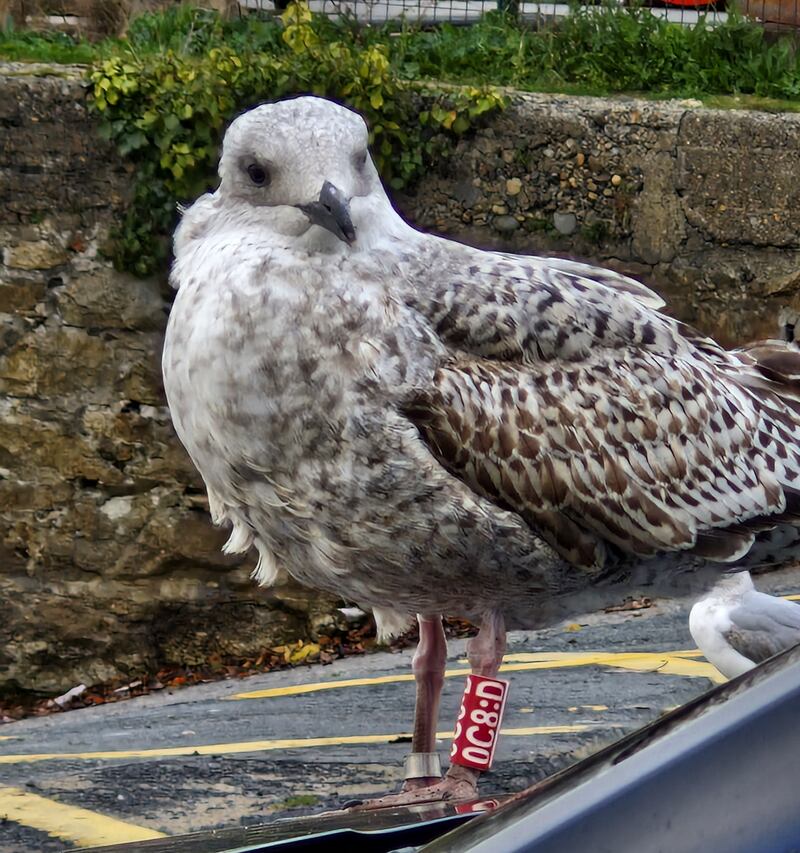Twice-ringed herring gull at Bray harbour. Photograph via Ruairi Megannety