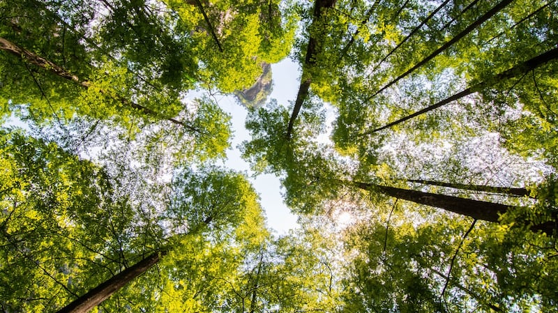 Ireland is way behind on its forestry-planting targets