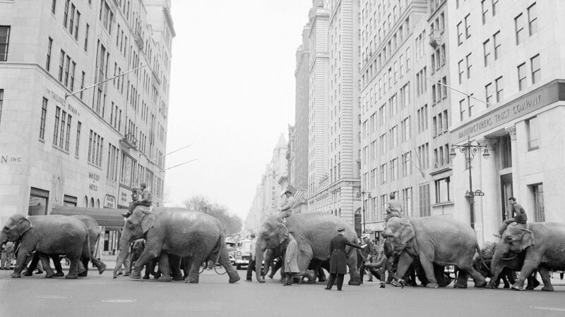 A policeman  directs circus  elephants across  Fifth Avenue  in New York in 1955. Photograph: Jacob Harris/AP