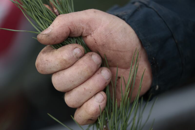 Zef Klinkenbergh, the tree man of Lough Dan.  Photograph: Nick Bradshaw