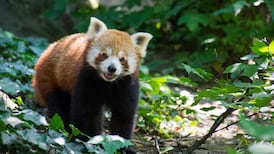 Celebration as rare red panda twins born in Dutch zoo