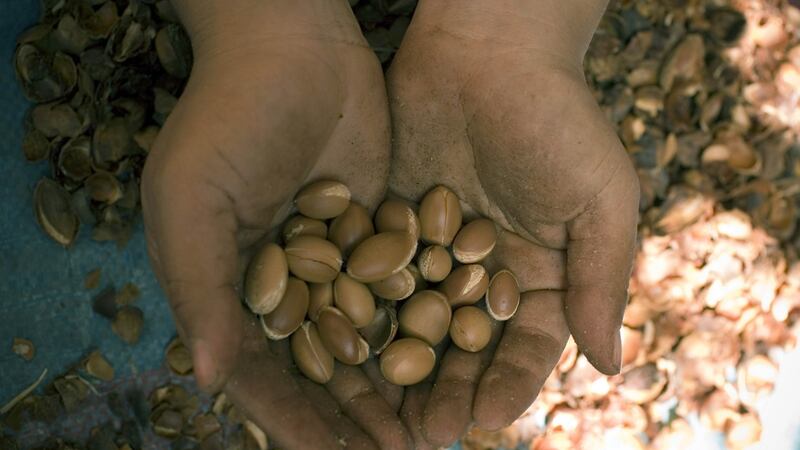 A Moroccan woman displays nuts that grow on the argan tree at the Tiout Cooperative in Morocco. Photograph: Carlos Cazalis/The New York Times