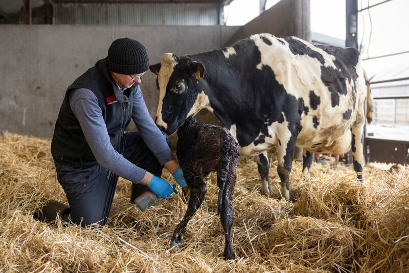 Tomás O’Keeffe spraying iodine on a newly-born calf. Photograph: Chris Maddaloni